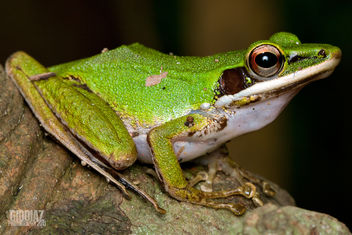 Copper Cheeked Tree Frog - бесплатный image #285273